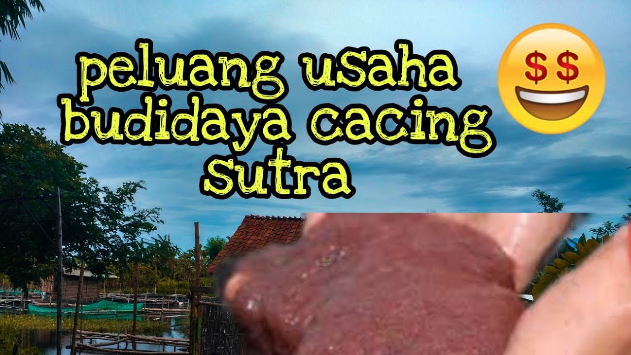 Peluang usaha budidaya cacing sutra . part 1 