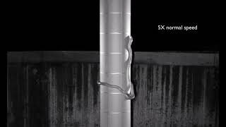 Snake Lasso Climbing a Pole
