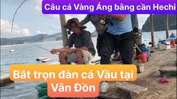 Câu cá Vàng Áng bằng cần Hechi Daiwa