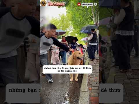 Chú cho thông minh đi đón cậu chủ trong trời mưa bão #shorts
