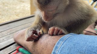 Adorable Zueii Grooming My Legs And Clear Dermatitis