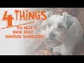 4 Things You Need to Know About Miniature Schnauzers -- Cone of Shame with Dr. Andy Roark 4 Things You Need to Know About Miniature Schnauzers -- Cone of Shame with Dr. Andy Roark