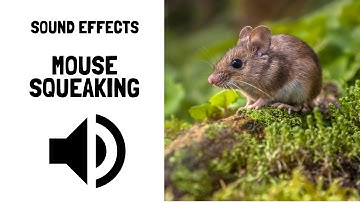 Mouse Squeaking Sound Effects No Copyright Music Free Download for YouTube