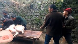 Pig Slaughter - When killing a pig, the pig’s cry was too miserable