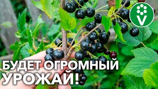 ПРАВИЛЬНАЯ ПОСАДКА ЧЕРНОЙ СМОРОДИНЫ гарантирует обилие урожая!