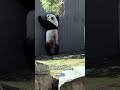 Pandas flirting through "howdy windows" at National Zoo