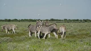 Group of Burchell's zebras socializing and grazing on lush green plains of Etosha National Park in