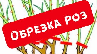 ОБРЕЗКА  РОЗ. УЧЕБНЫЙ РОЛИК, СНАЧАЛА ПОСМОТРИТЕ ЭТОТ РОЛИК, ЧТОБЫ УЛОВИТЬ СУТЬ ОБРЕЗКИ РОЗ.