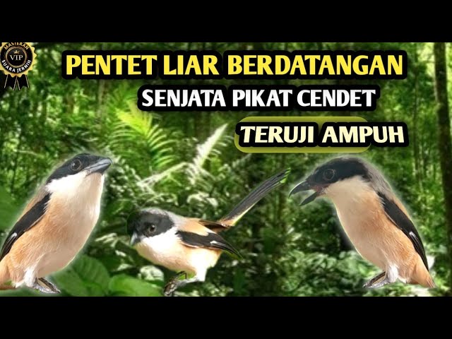 Pikat cendet liar paling ampuh untuk memancing pentet di alam liar yang susah turun class=