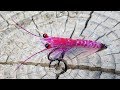 Pink martin shrimp  simple and realistic fly tying tutorial by ruben martin