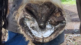 This Horse Is Massive!!! Massive Hoof Restoration  Trimming The Biggest Hooves I've Seen  Part 2