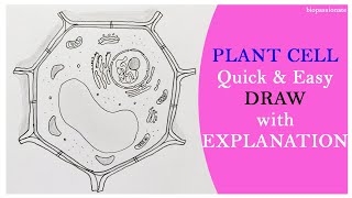 PLANT CELL - Quick and an Easy of Drawing With Explanation