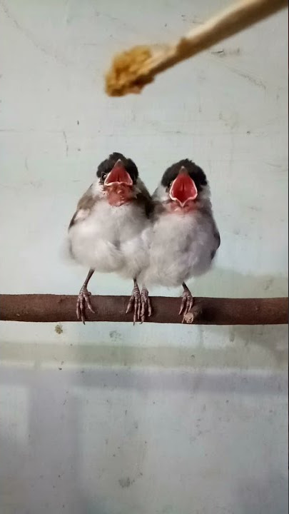 Ngasih makan anak burung kutilang #shorts