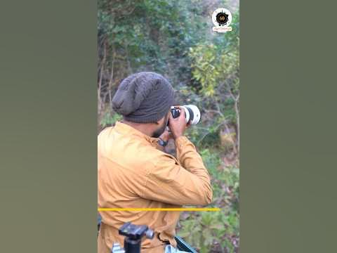 Tips for wildlife Videography and Photography 👌 - YouTube