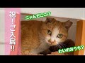 手作りの猫ハウスにツンデレ野良猫が初めて入ってくれました【冬仕様へ】