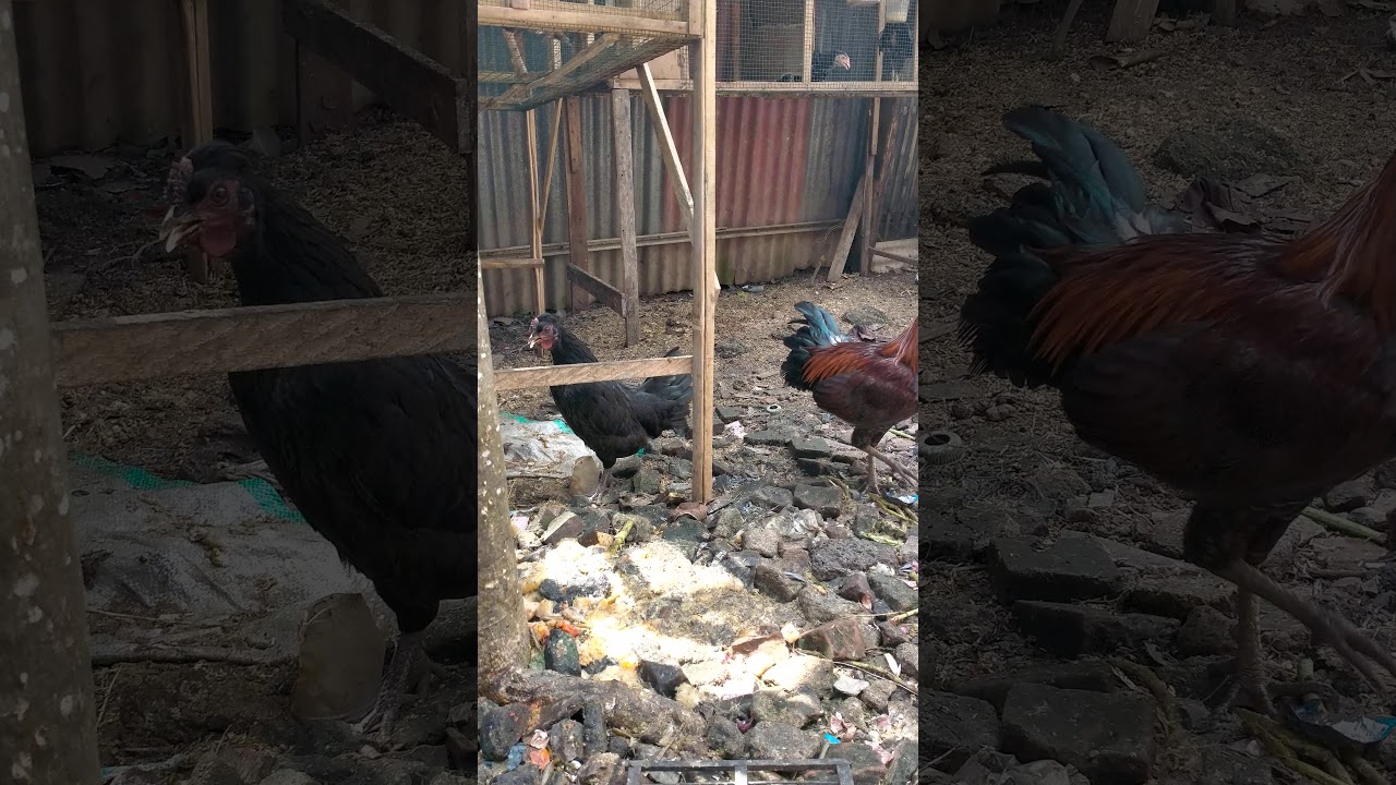 Ayam ketawa 