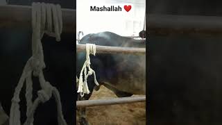 beautiful animal Eid UL adha Qurbani 2k23viral shortyoutubevideo tremdingshorts karachi cow