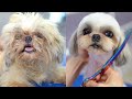 SHIH TZU GROOMING🐶❤️Extremely matted!! Complete shave down!!