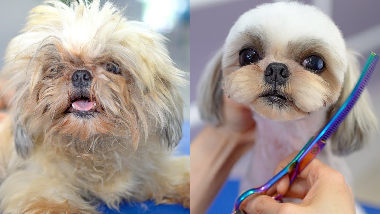 The Top 8 Shih Tzu Haircuts and Styles  SpiritDog Training