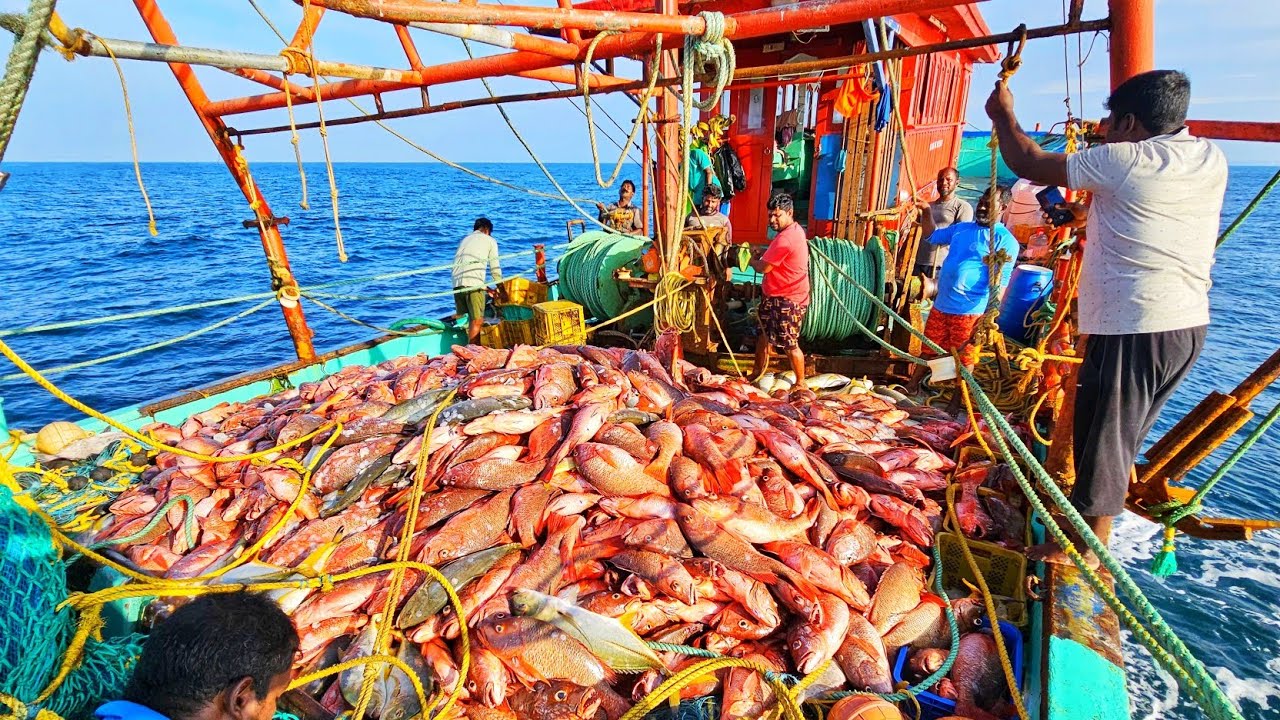 "MONSTER CAUGHT EVER  !! 10 TONS OF SNAPPER  FISHES CAUGHT IN 'SINGLE HAUL'| TRAWEL NET FISHING