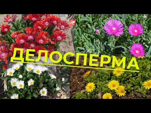 Делосперма (Delosperma), красивоцветущий суккулент. Флора Израиля. Описание, Уход, размножение