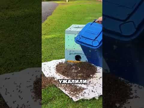Рой пчёл без матки застрял в мусорном баке... 🐝💔😍 #животные