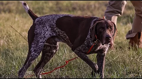 17 QUAIL DOWN!!! German Shorthaired Pointers Out for A Day of Upland Bob White Hunting