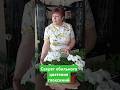 Секрет обильного цветения глоксиний #цветы #глоксинии #комнатныецветы #flower