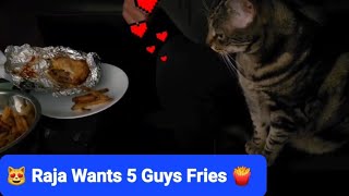 Cat Reaction: Our Cat Wants 5 Guys Fries 😹🍟 by Frolicking Felines 143 views 4 months ago 1 minute, 8 seconds