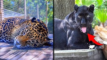 Big Cats Go Crazy for Catnip