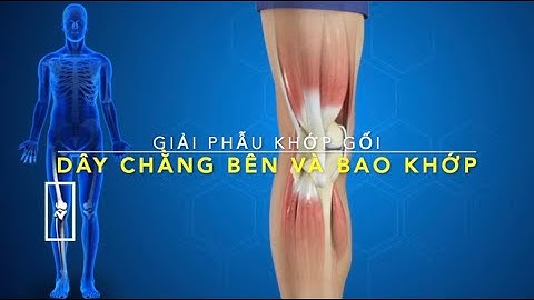 Giải phẫu Chi dưới: Các dây chằng bên khớp gối và bao khớp