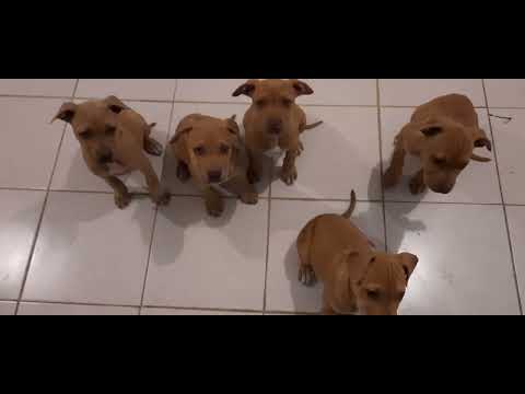 Cachorros Finos en Adopción!