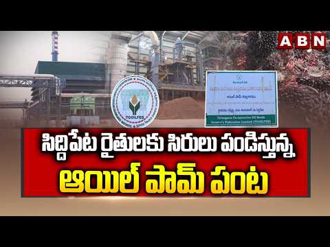 SPOT LIGHT : సిద్దిపేట రైతులకు సిరులు పండిస్తున్న ఆయిల్ పామ్ పంట | Oil Palm Cultivation in Siddipet - ABNTELUGUTV