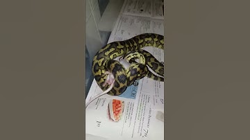 Irian jaya carpet python feeding