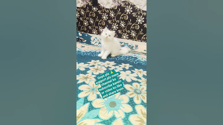 Video 11239641: white persian kitten, persian kitten love