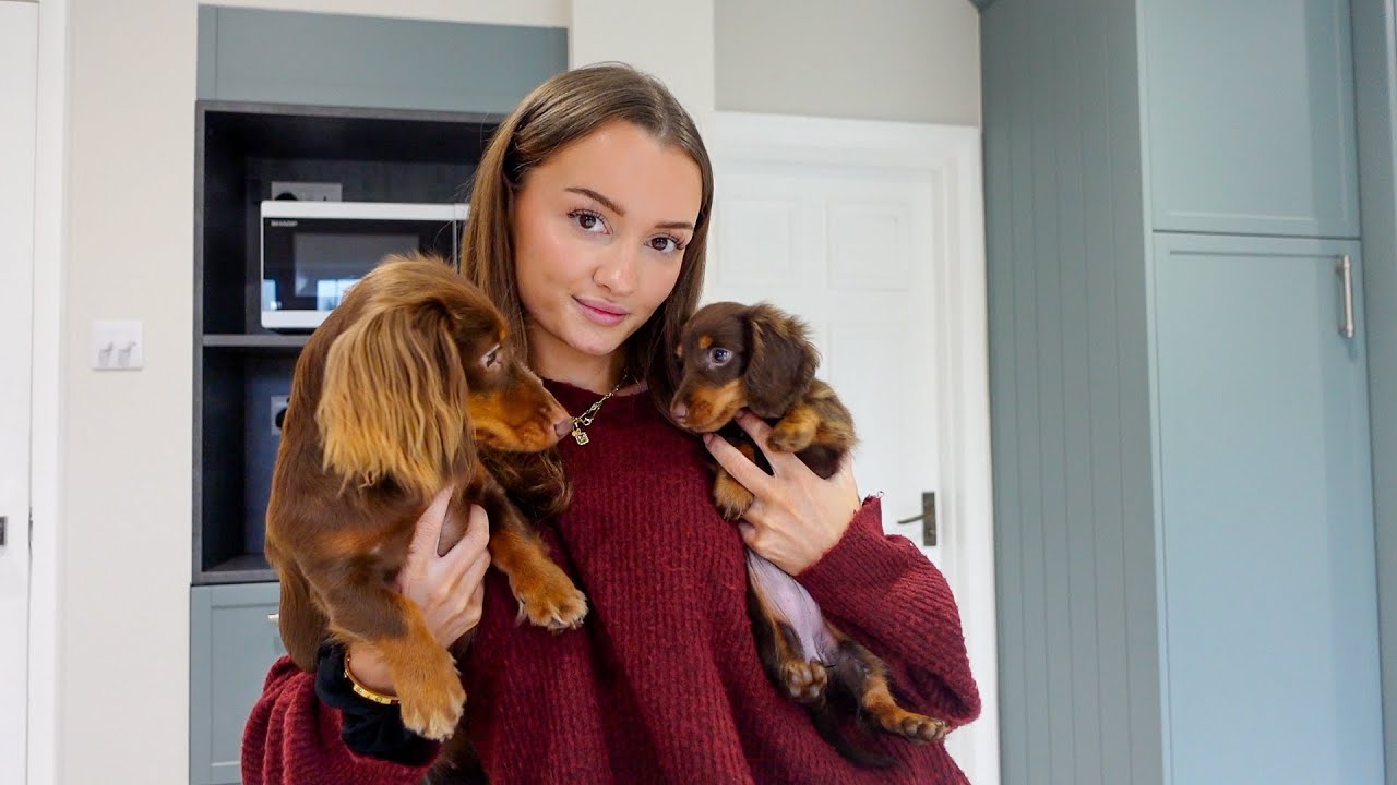 Сравнение миниатюрных и полноразмерных щенков таксы