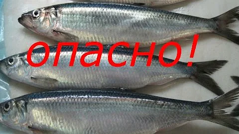 РР/Осторожно селёдка!(приятного мало)