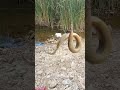 #music #beats #memes #animalcrossing #anime #beat #typebeat #instrumental #fishing