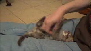 Cute Longhair (or Cashmere) Bengal kitten 'Fluffy' gets tickled (watch in HD)