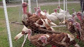 Raising Bourbon Red Turkeys by Sarina Maynor 6,792 views 9 years ago 17 seconds