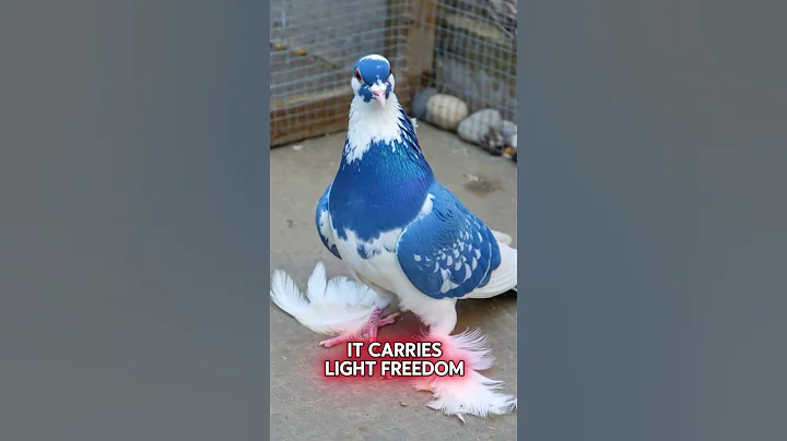 🔴 The Dove 🕊️ | 🟢 Symbol of Peace 🌿✨