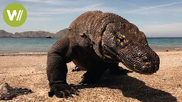 Wie viel kostet ein Komodowaran?