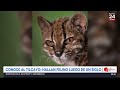 Descubren nueva especie de felino salvaje en Sudamérica tras más de un siglo | 24 Horas TVN Chile