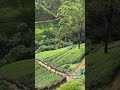 Tea plantation. Central Province of Sri Lanka