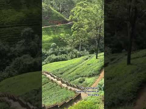 Видео: Tea plantation. Central Province of Sri Lanka