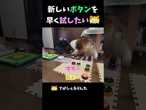 新しいボタンを早く試したいシェルティ【会話ボタンでしゃべる犬】 #shorts #dog