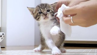 The kitten cried, 'I don't want to wipe my mouth!' [Please watch with subtitles]