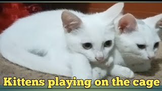Kittens Playing on the cage | Kittens Playing together | Cute naughty kittens