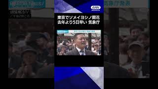 【ニュース】東京でソメイヨシノ開花　平年並みで去年より5日早い　午後2時発表　気象庁#shorts