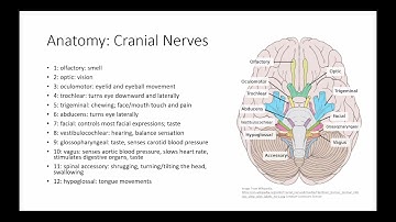 Terminology and Anatomy of the Nervous System